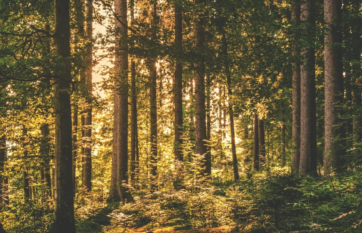Rewarding Forest Management Excellence: The Impact of Custom Challenge Coins