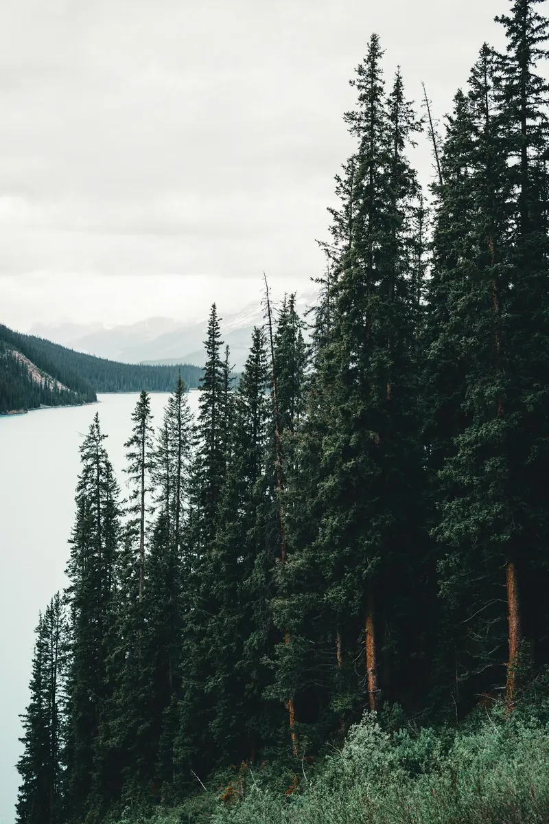 Designing Impactful Challenge Coins for Forestry Education: A Guide to Customization and Purpose