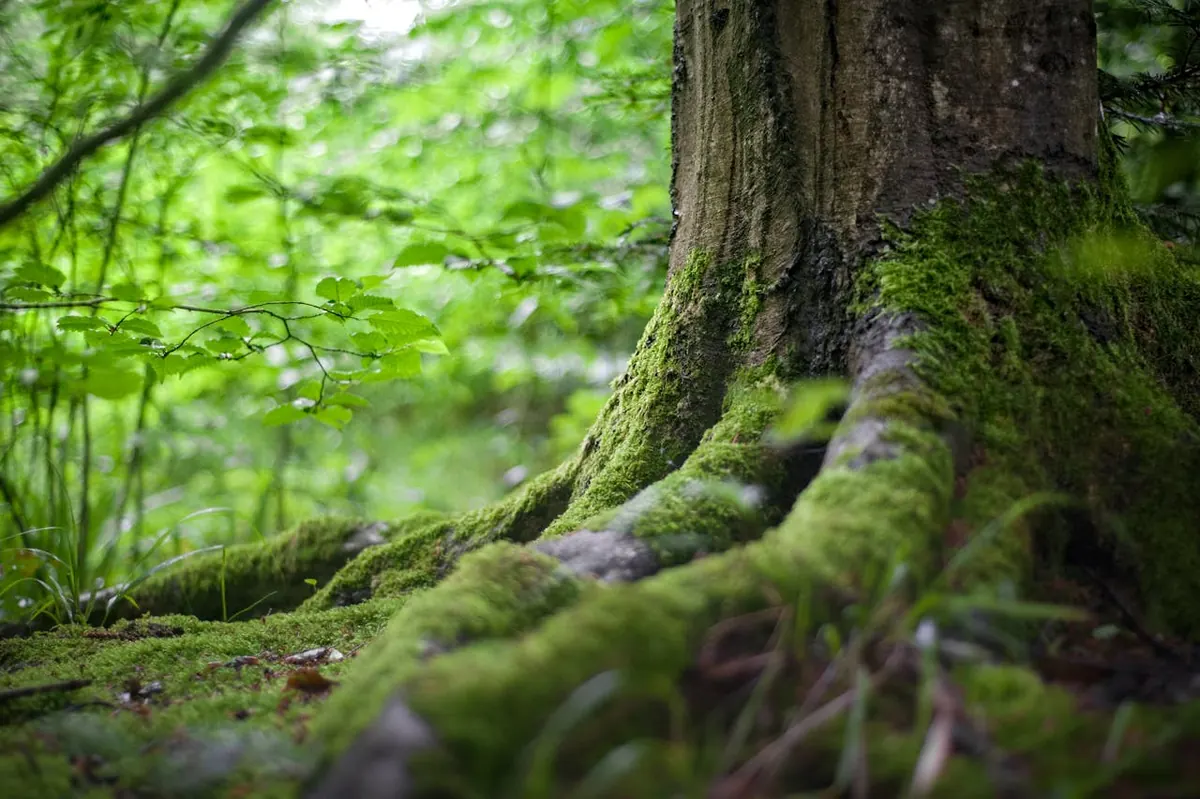 Championing Conservation: How Custom Challenge Coins Can Elevate Environmental Awareness